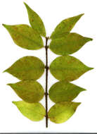 Image de Euonymus verrucosus Scop.