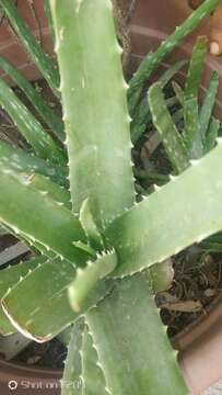 Image of Aloe vera