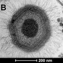 Plancia ëd Mimivirus