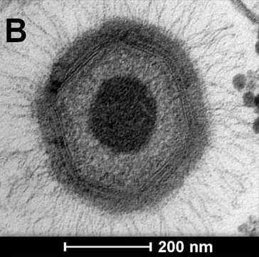 Mimivirus resmi