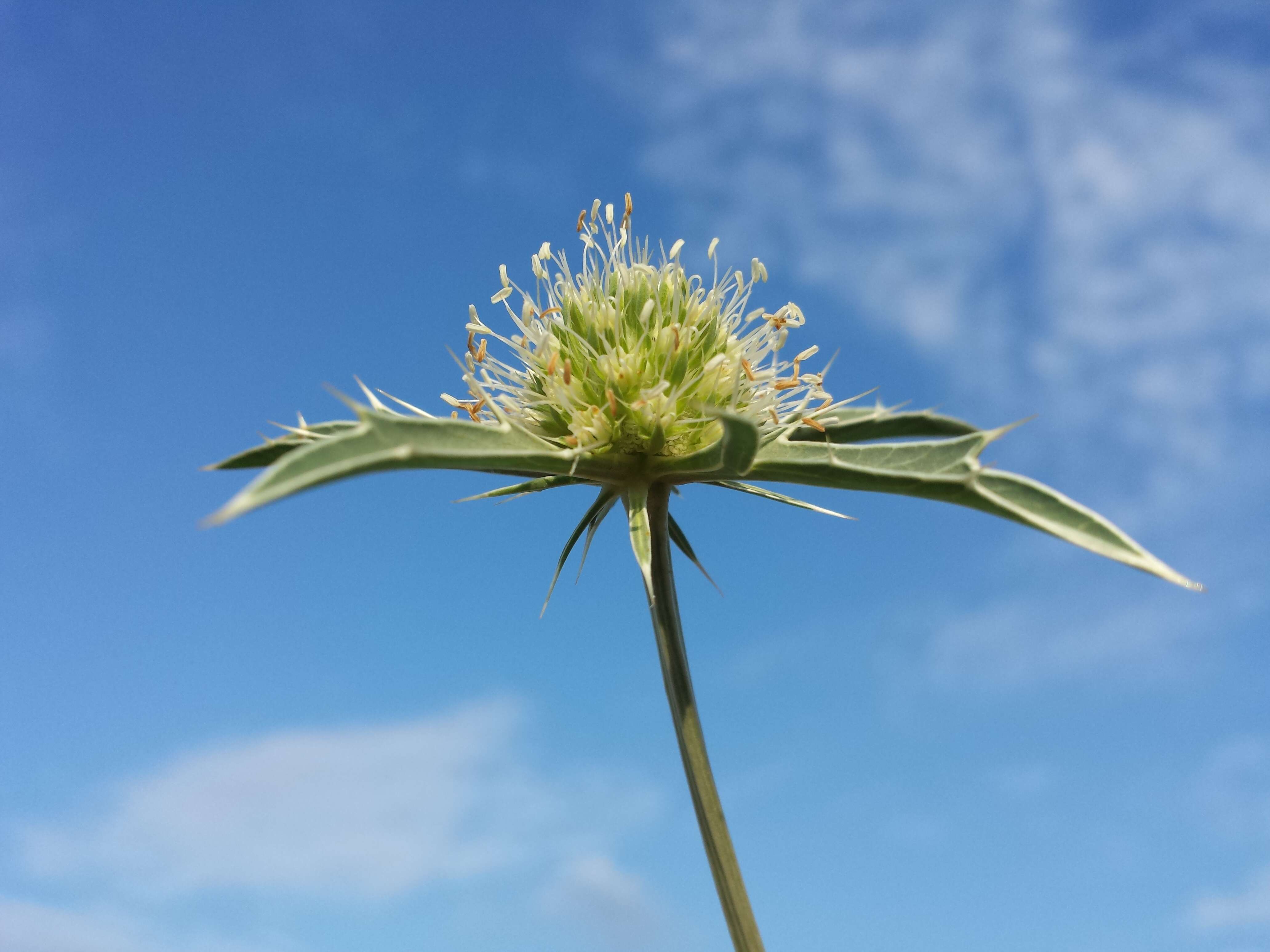 Image of field eryngo