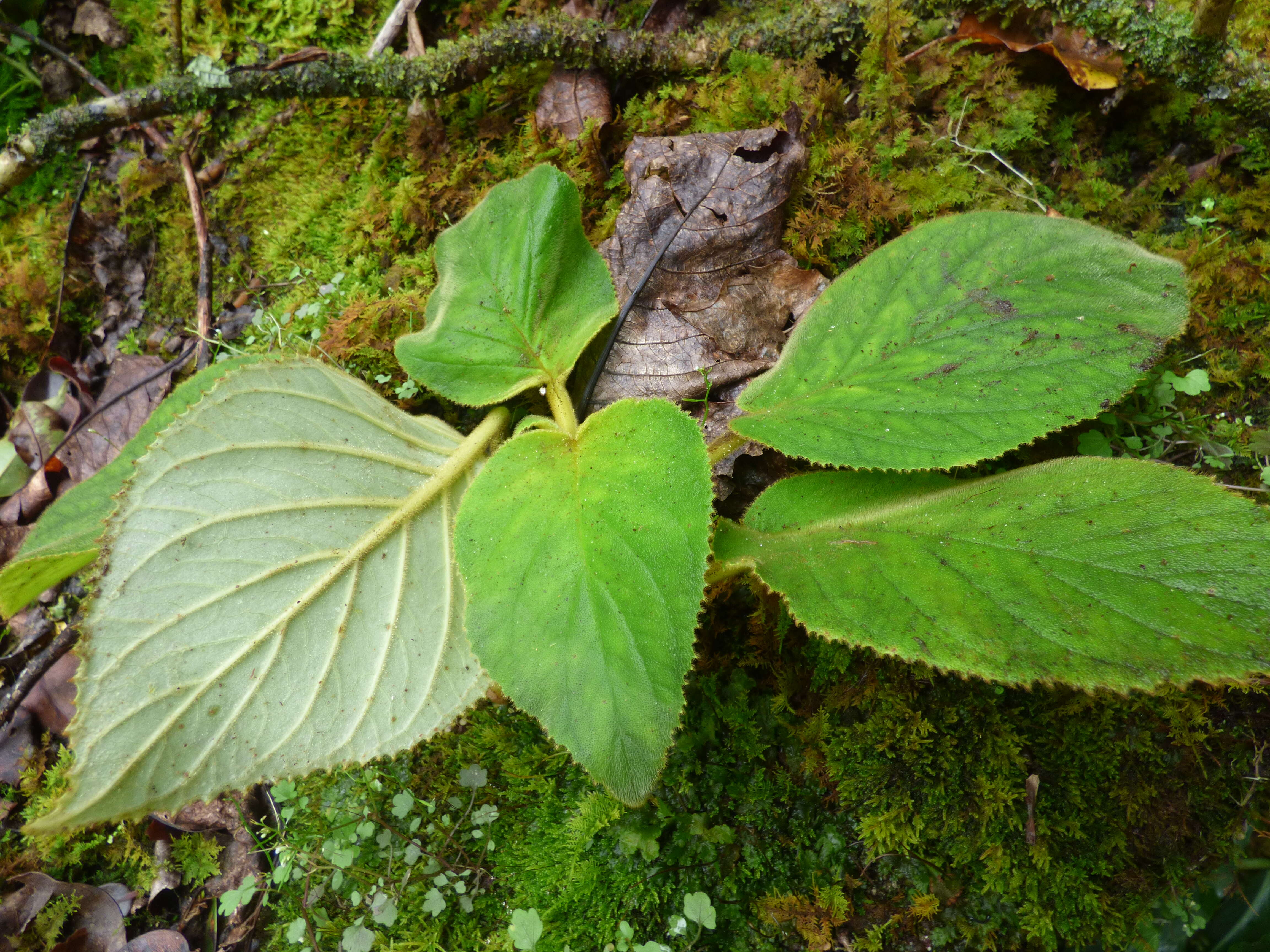 Sivun Cyrtandra platyphylla A. Gray kuva