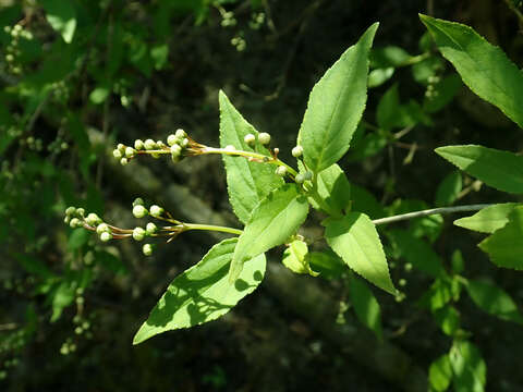 Image of slender pride of Rochester