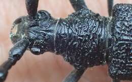 Image of capricorn beetle