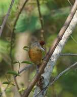 Image of Barred Antshrike