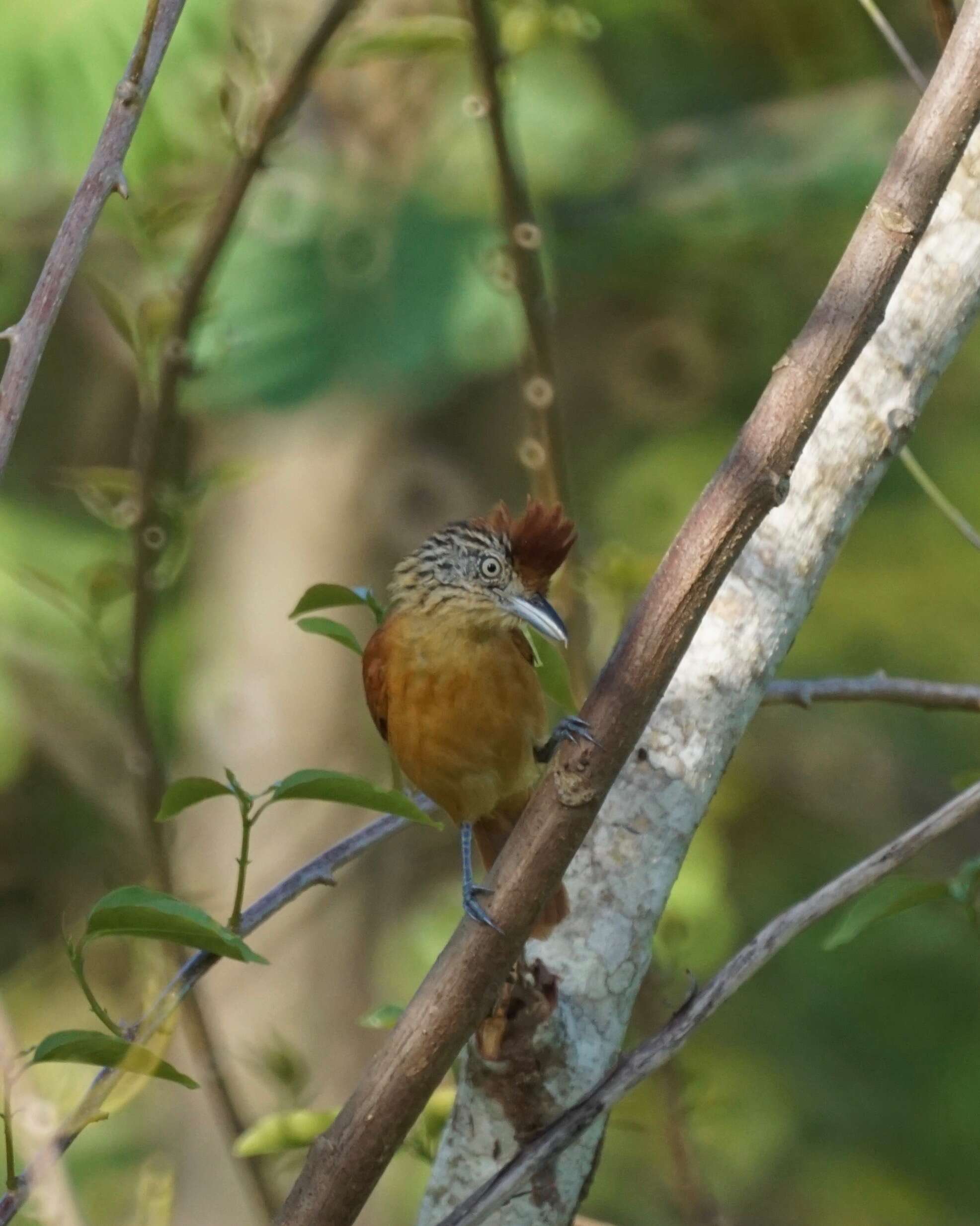 Image of Barred Antshrike