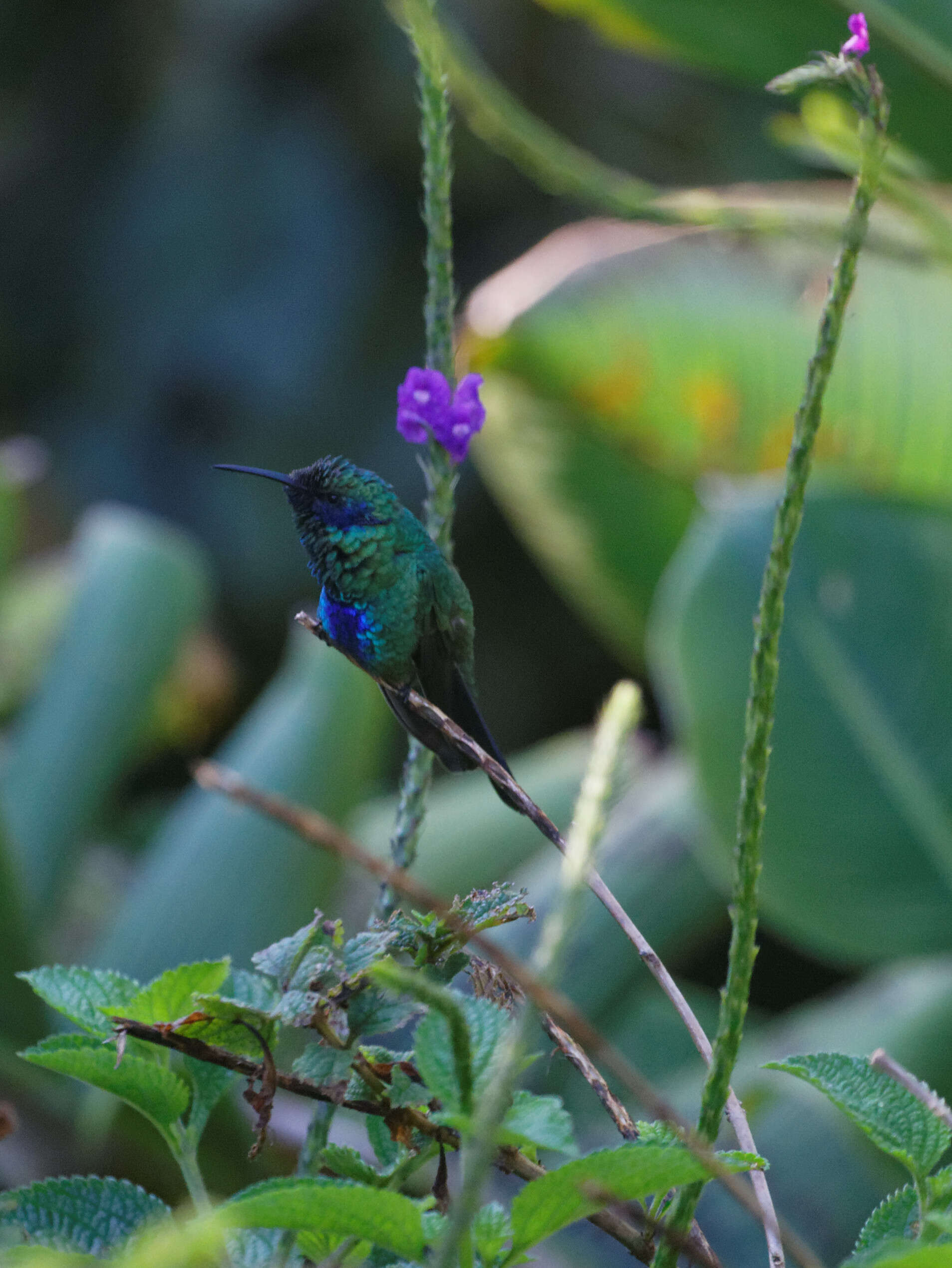 Colibri coruscans (Gould 1846) resmi