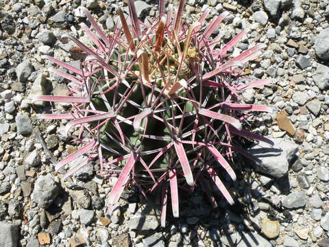 Image of Ferocactus latispinus (Haw.) Britton & Rose