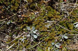 Image of Austrolycopodium fastigiatum (R. Br.) Holub