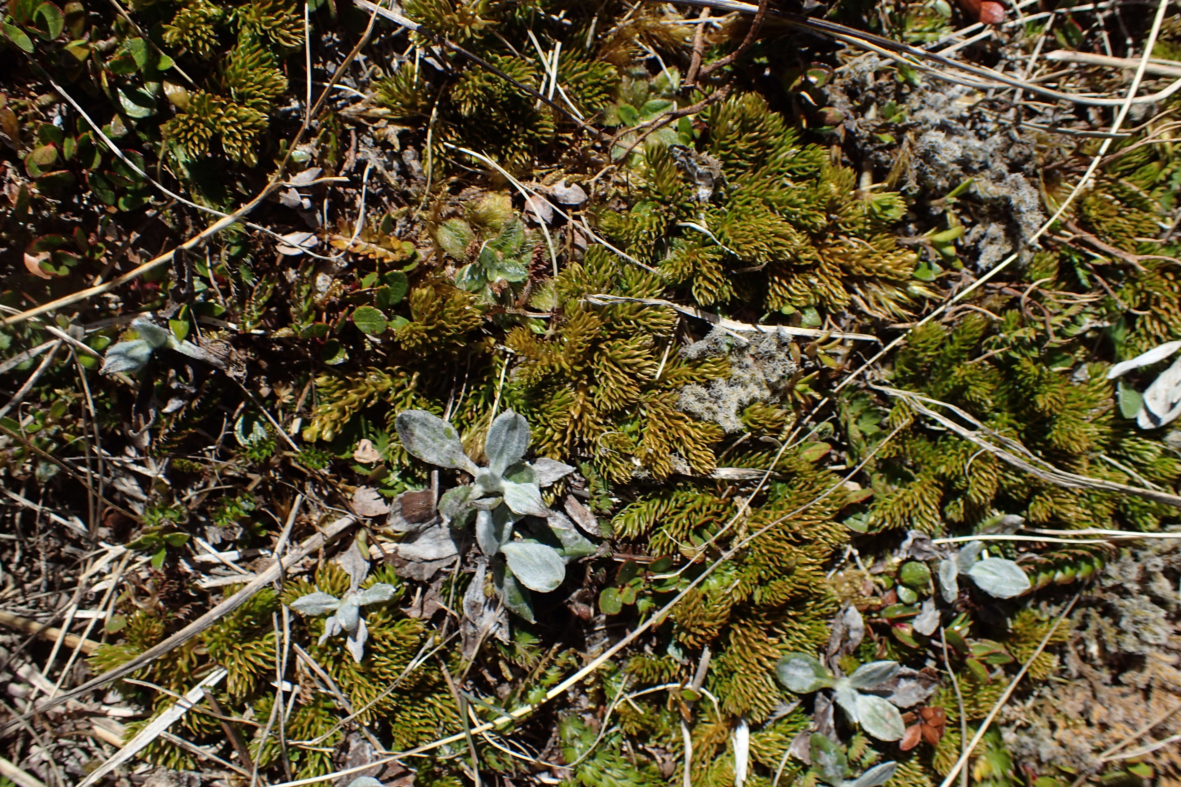 Image of Austrolycopodium fastigiatum (R. Br.) Holub