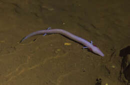 Image of Old World blind cave salamander