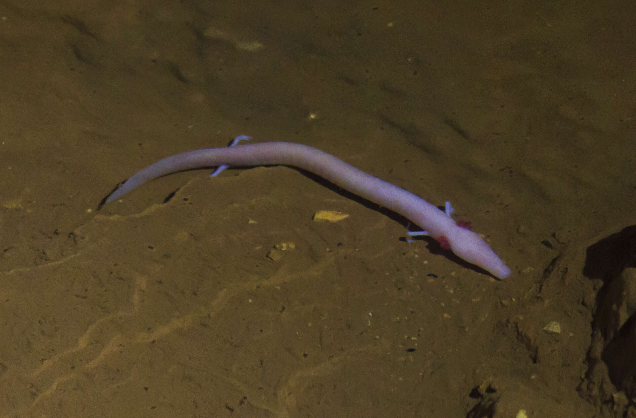 Image of Old World blind cave salamander