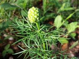 Image of false hellebore