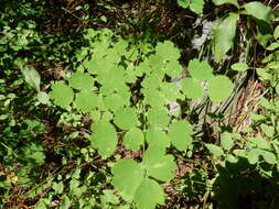 Image of western meadow-rue