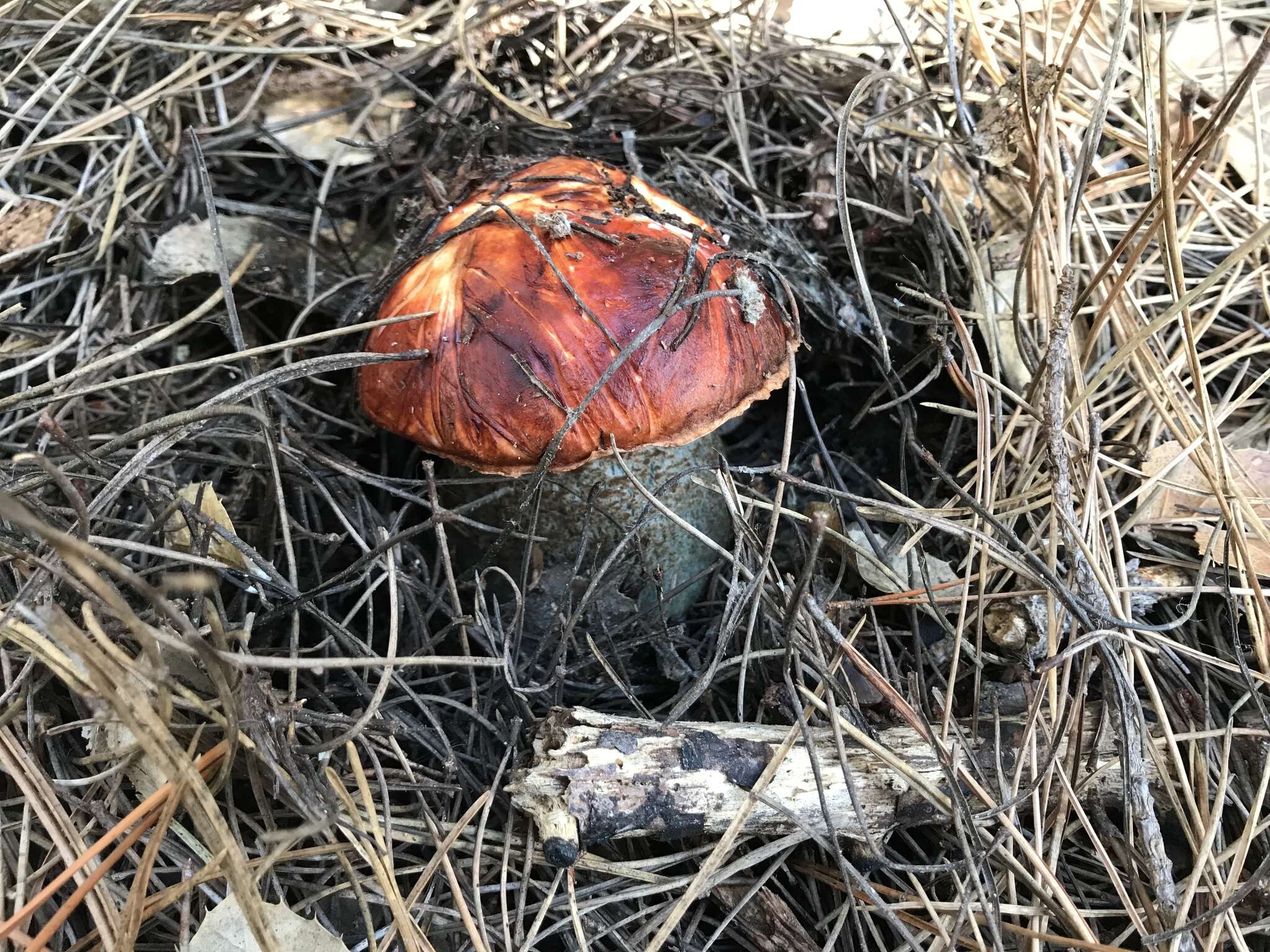 Image of Leccinum manzanitae Thiers 1971