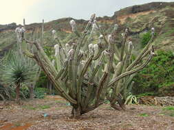 Image of Pilosocereus leucocephalus (Poselg.) Byles & G. D. Rowley