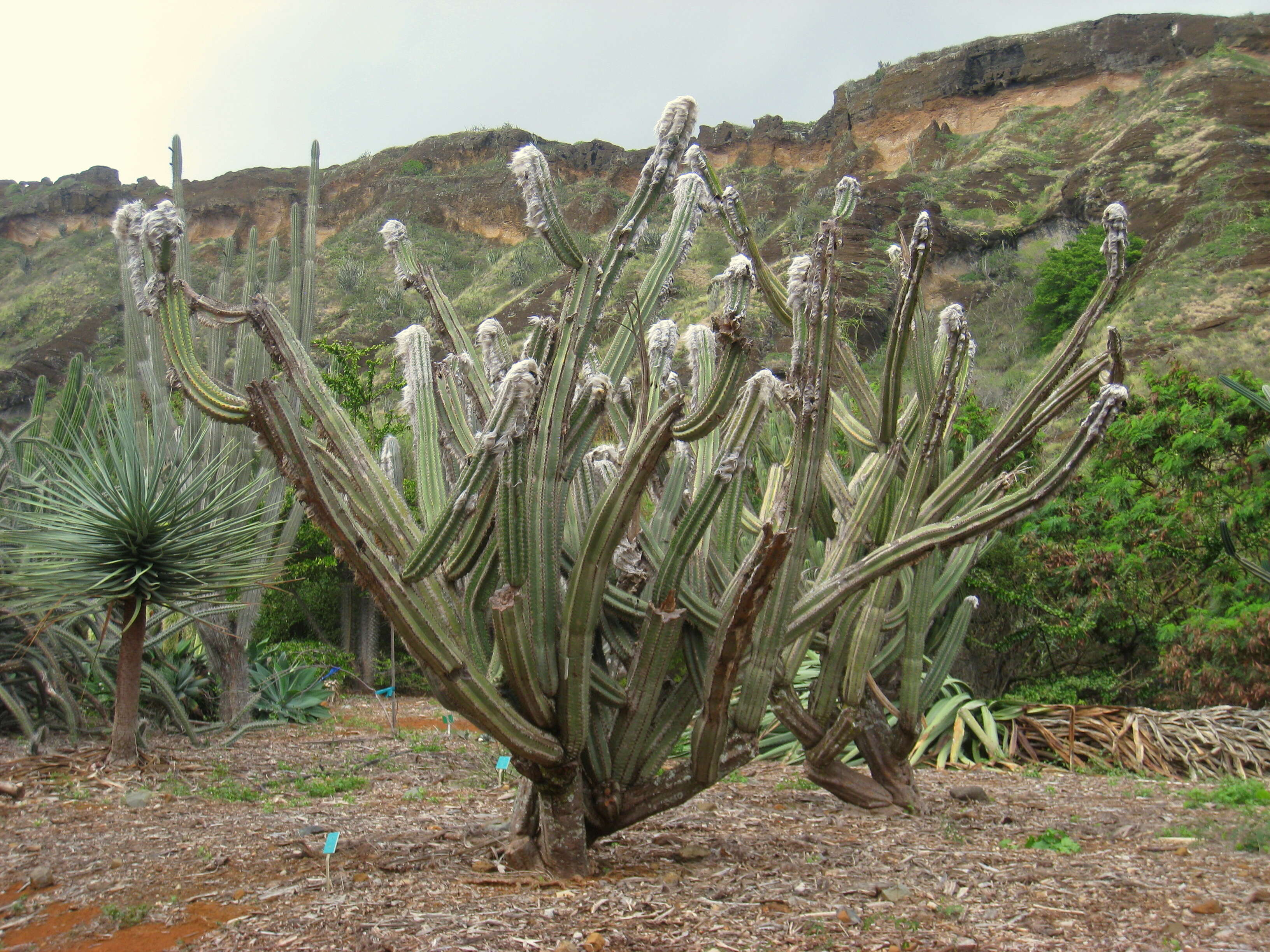 Image of Pilosocereus leucocephalus (Poselg.) Byles & G. D. Rowley