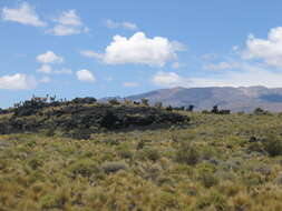 Image of Guanaco