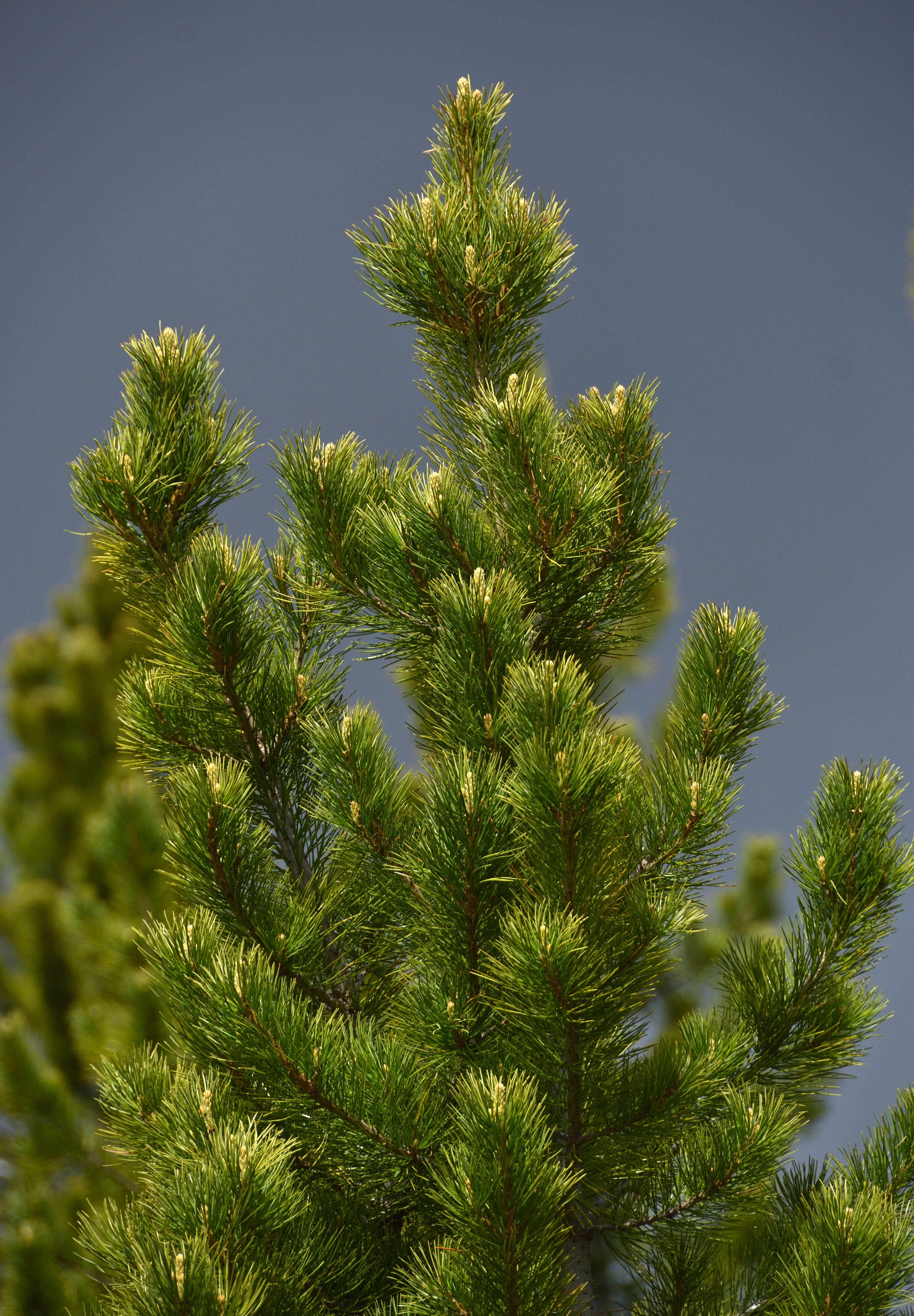 Image of Siberian pine