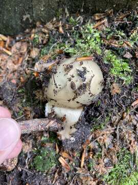 Image of Stinkhorn