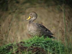 Image of Yellow-billed Pintail