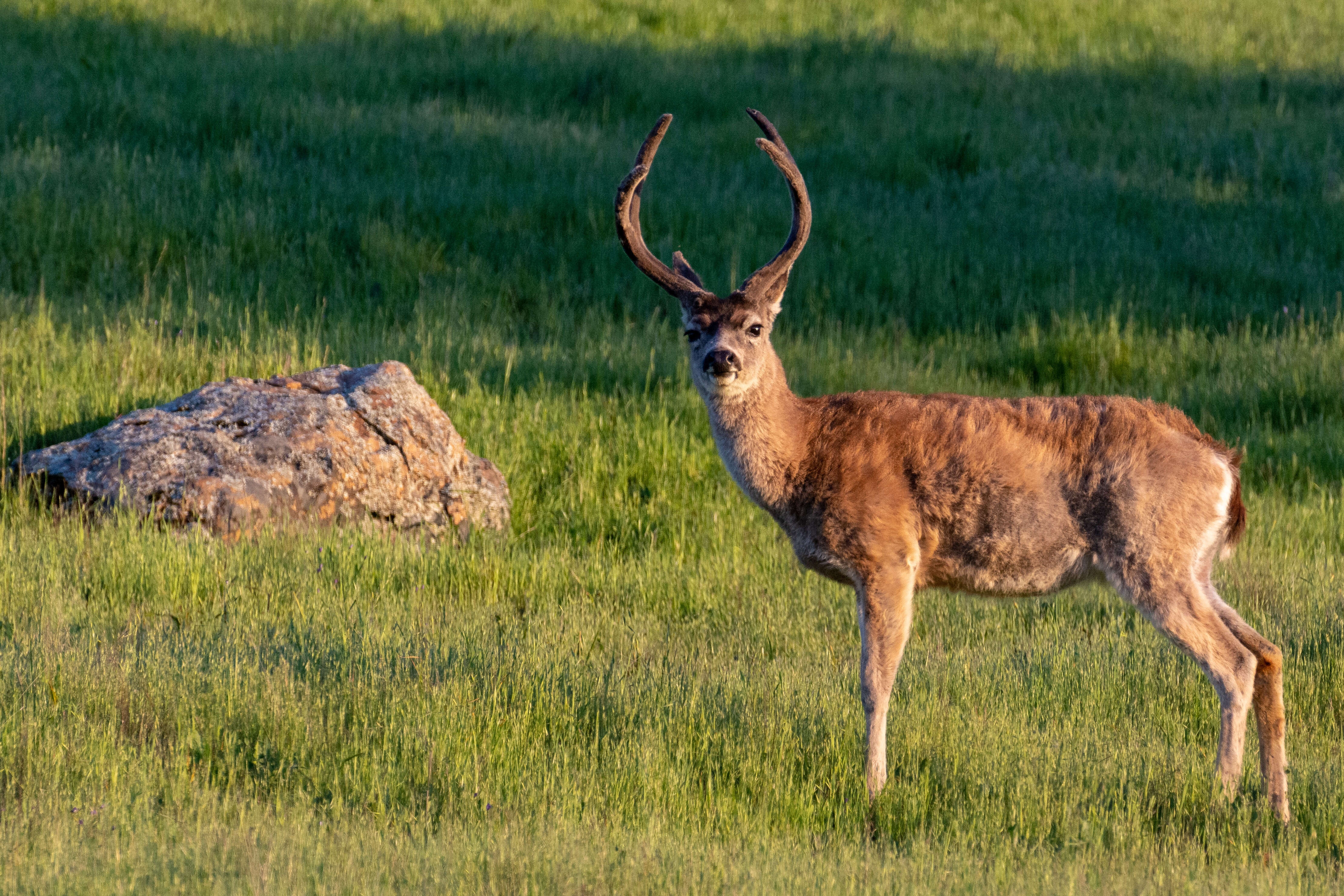 Image of Columbian black-tailed deer