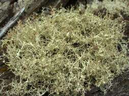 Image of cup lichen