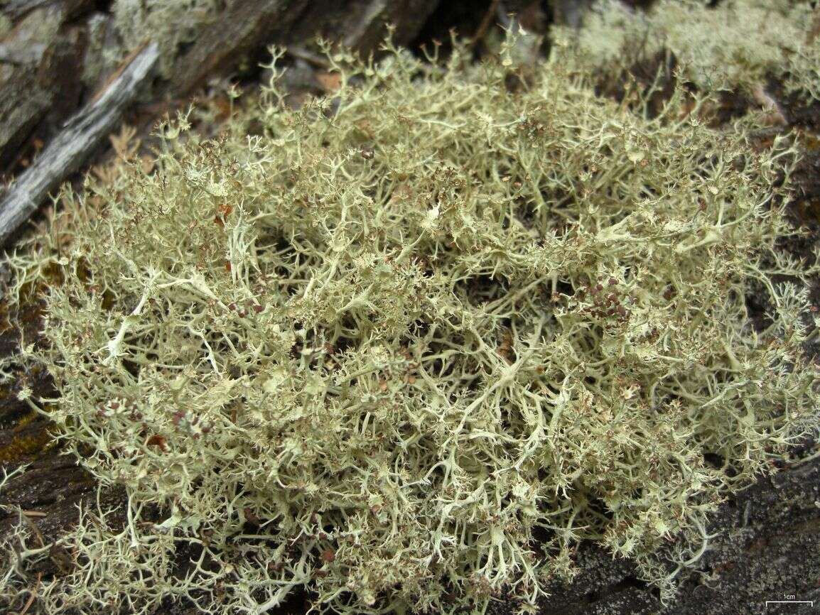 Image de Cladonia amaurocraea (Flörke) Schaer.