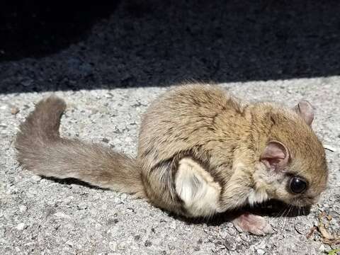 Image of Mexican Flying Squirrel