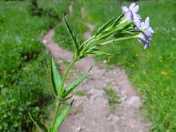 Image of dwarf willowherb