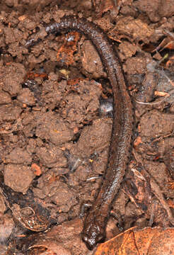 Image of California Slender Salamander