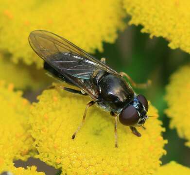 Image of <i>Cheilosia scutellata</i>