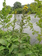 Inula helenium L. resmi