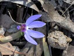 Image of Eastern tiny blue china orchid