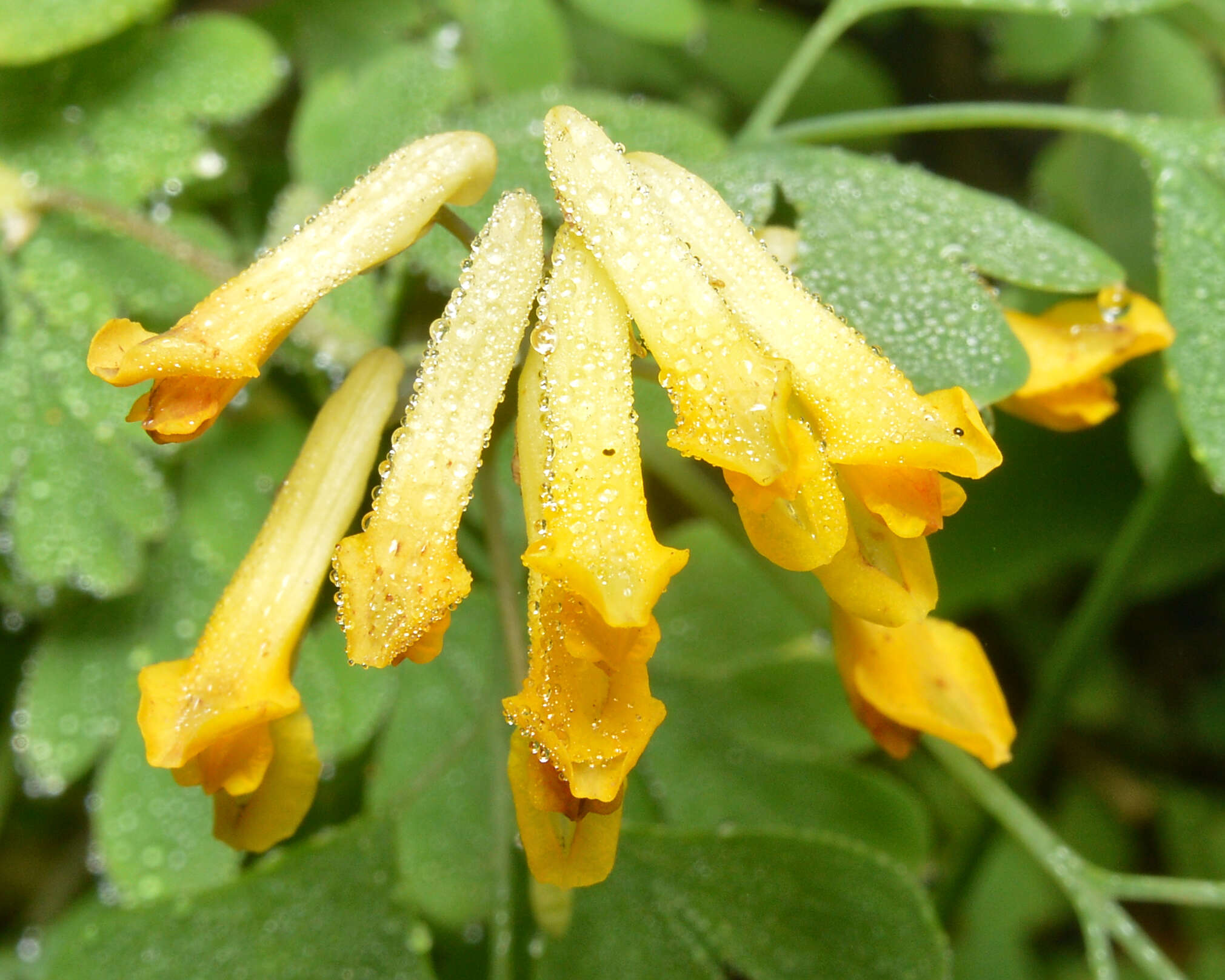 Image of yellow corydalis