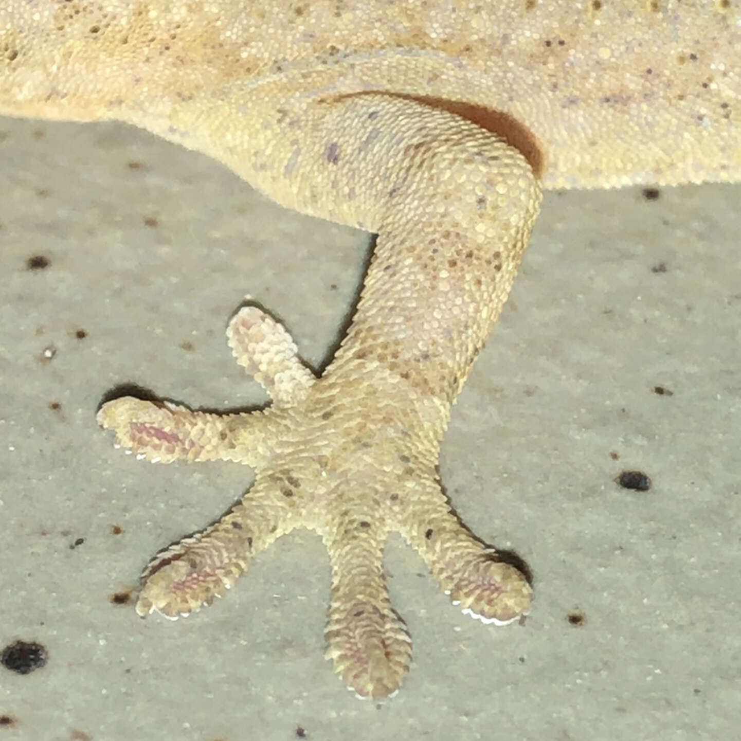 Image of Schlegel's Japanese Gecko