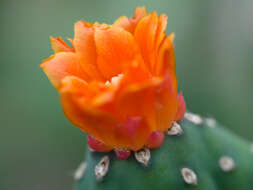 Image of Opuntia quitensis F. A. C. Weber