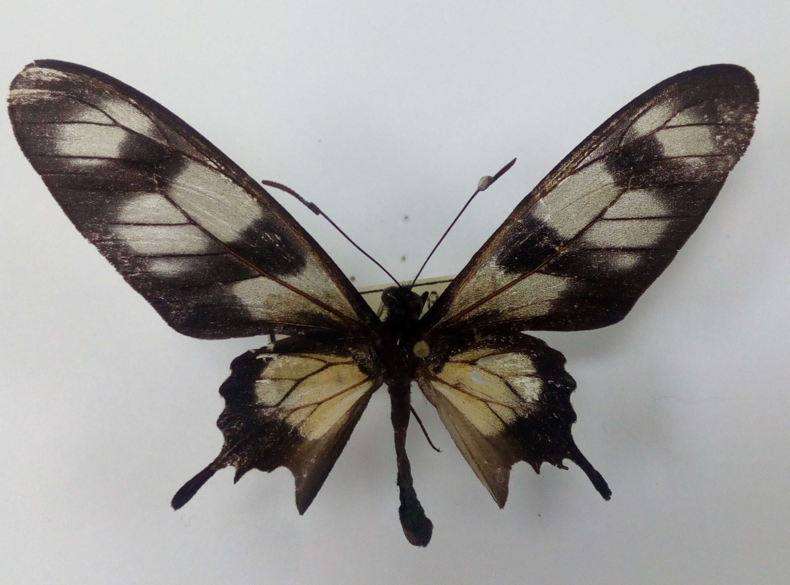 Image of Hahnel's Amazonian Swallowtail