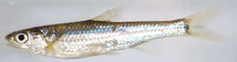 Image of Spottail Shiner