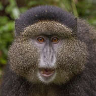 Image of Golden monkey