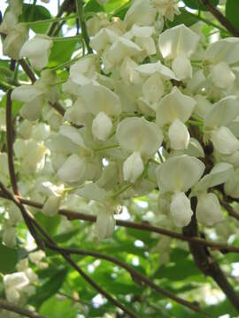 Imagem de Wisteria brachybotrys Siebold & Zucc.