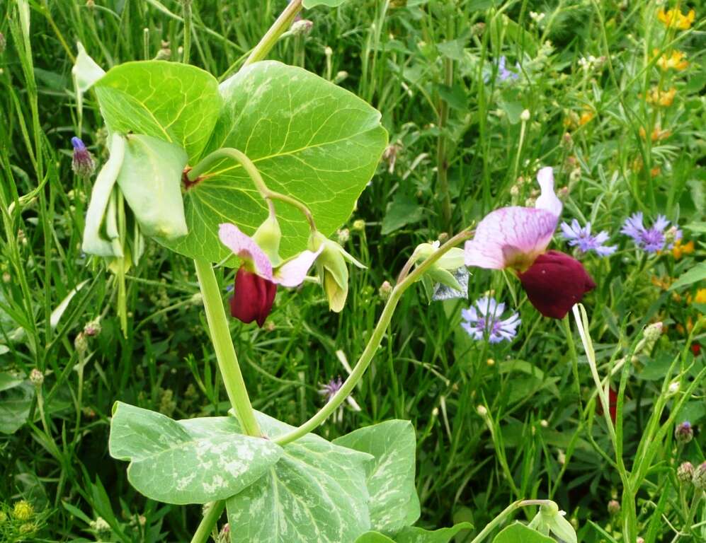 Image of Pisum sativum var. macrocarpum