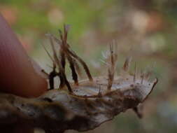 Image of membraneous felt lichen