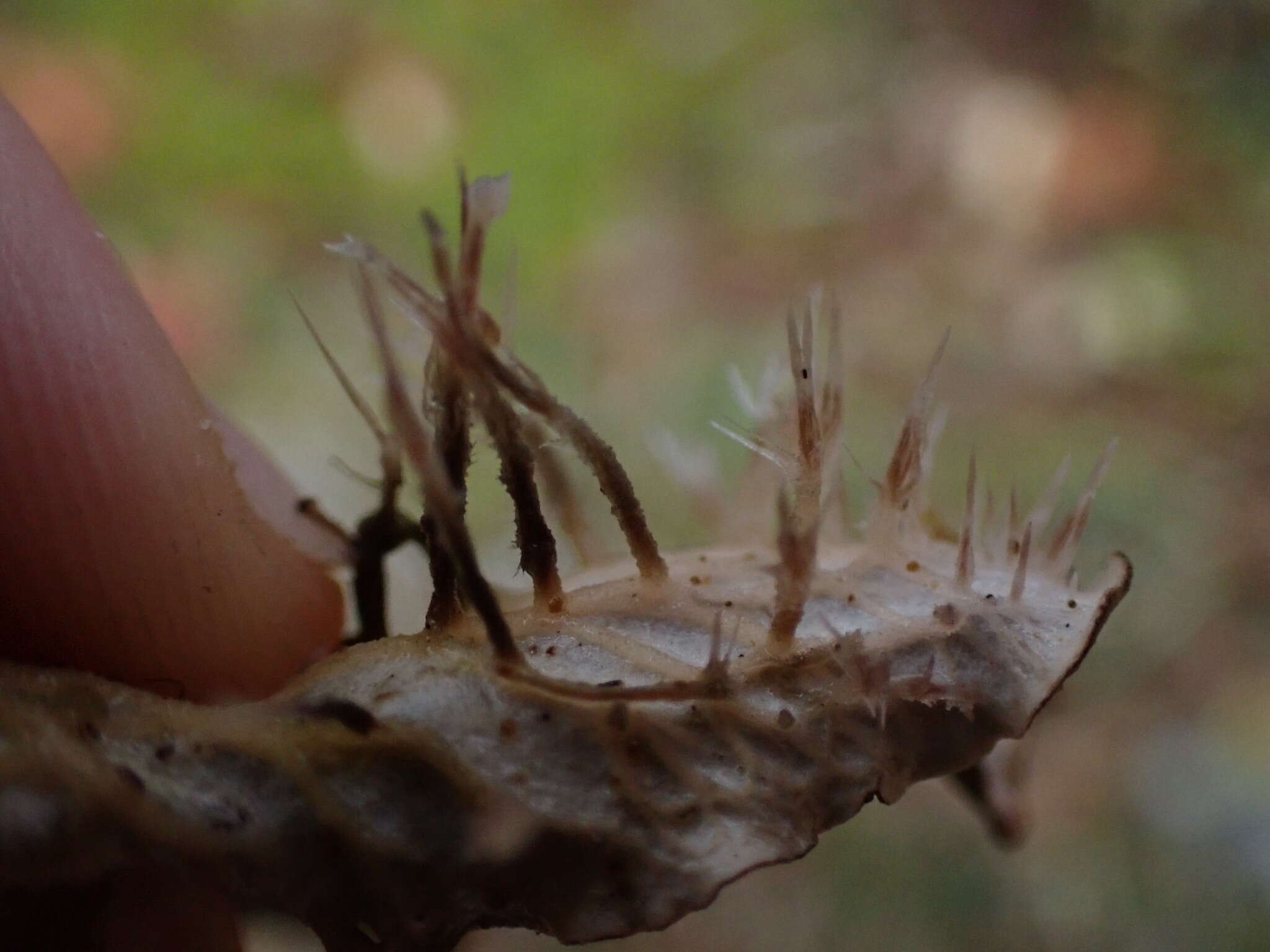 Слика од Peltigera membranacea (Ach.) Nyl.