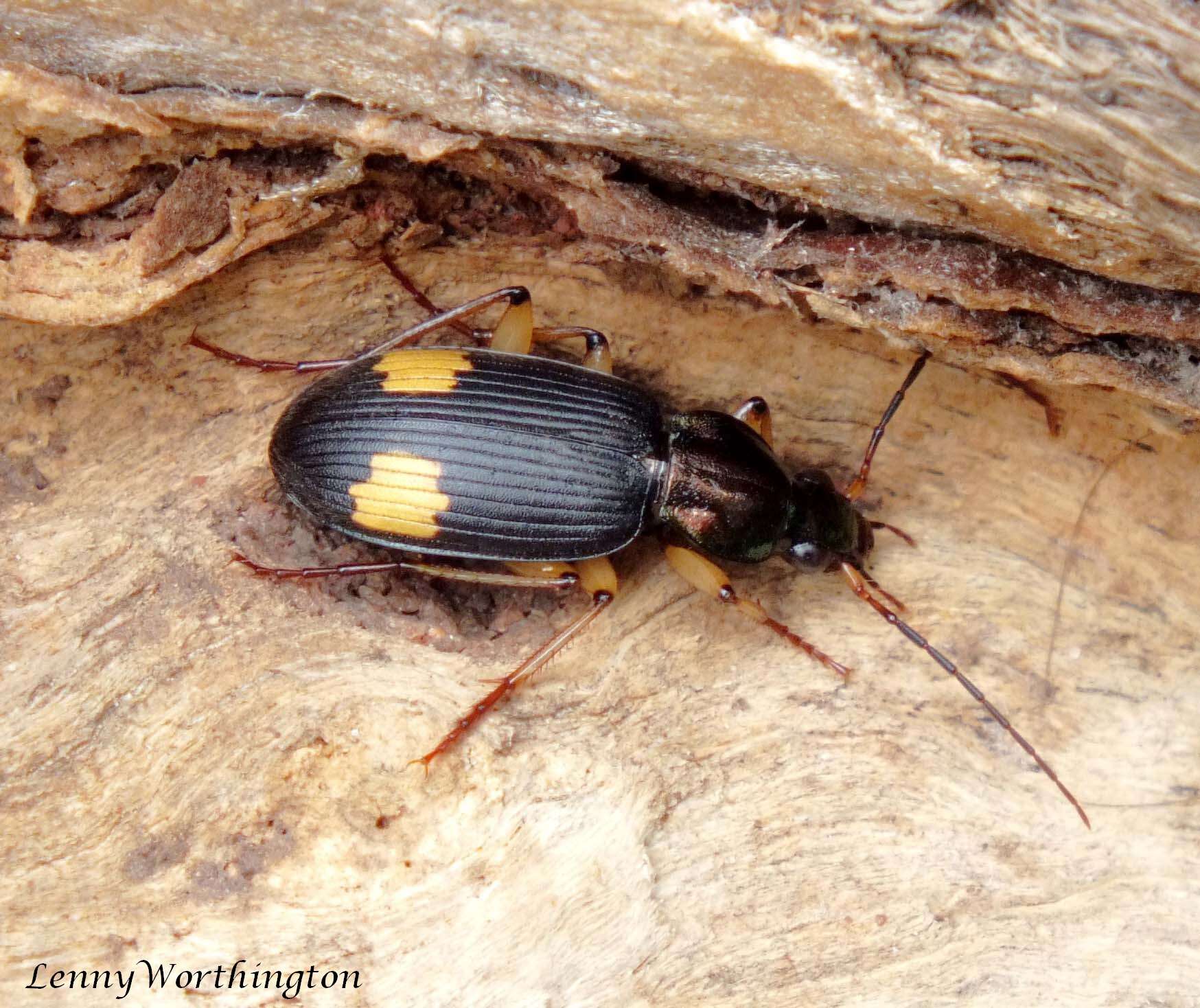 Image of Vivid Metallic Ground Beetles