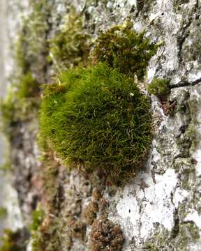 Image of dicranum moss