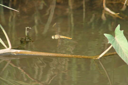 صورة Brachythemis contaminata (Fabricius 1793)