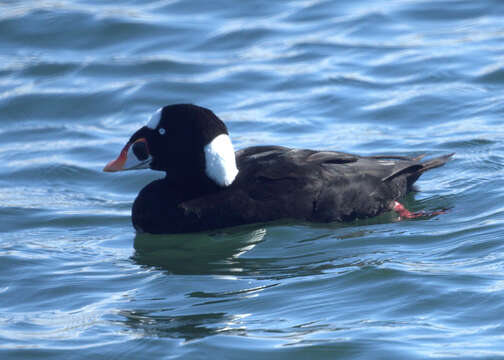 Image of scoter