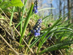 Imagem de Muscari armeniacum H. J. Veitch