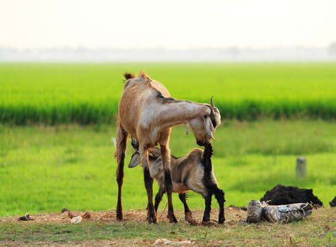 Image of goats